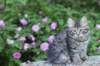 chavazelet13viikkoa216202615_small.jpg
