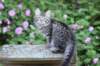 chavazelet13viikkoa216202638_small.jpg