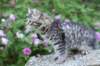 chavazelet13viikkoa21620263_small.jpg