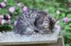 chavazelet13viikkoa21620266_small.jpg