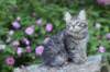 chavazelet13viikkoa21620269_small.jpg