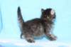 chavazelet4vi224202633_small.jpg