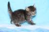 chavazelet4vi224202634_small.jpg