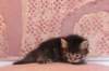 chavazelet4vi224202646_small.jpg