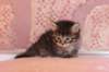 chavazelet4vi224202648_small.jpg