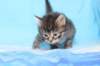 chavazelet4vi22420269_small.jpg