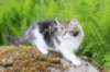 chaviva105viikkoa56202627_small.jpg