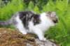 chaviva105viikkoa56202628_small.jpg