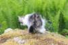 chaviva105viikkoa5620262_small.jpg