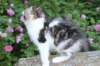 chaviva13viikkoa216202624_small.jpg