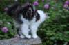 chaviva13viikkoa216202652_small.jpg