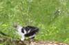 chaviva15weeks87202638_small.jpg