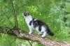 chaviva15weeks87202655_small.jpg