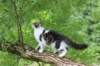 chaviva15weeks87202659_small.jpg