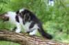 chaviva15weeks87202670_small.jpg