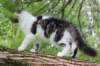 chaviva15weeks87202687_small.jpg
