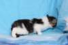 chaviva4vi224202610_small.jpg