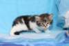 chaviva4vi224202615_small.jpg