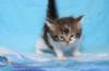 chaviva4vi224202620_small.jpg