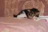 chaviva4vi224202627_small.jpg