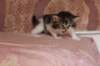 chaviva4vi224202630_small.jpg