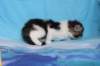 chaviva4vi22420263_small.jpg