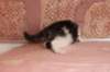chaviva4vi224202640_small.jpg
