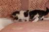 chaviva4vi224202641_small.jpg