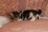chaviva4vi224202642_small.jpg