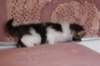 chaviva4vi224202644_small.jpg