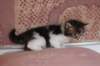 chaviva4vi224202645_small.jpg