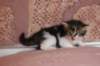 chaviva4vi224202646_small.jpg
