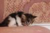 chaviva4vi224202647_small.jpg