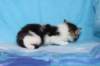 chaviva4vi22420264_small.jpg