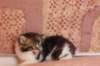 chaviva4vi224202650_small.jpg