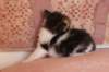 chaviva4vi224202652_small.jpg