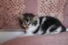 chaviva4vi224202654_small.jpg
