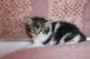 chaviva4vi224202655_small.jpg