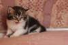 chaviva4vi224202657_small.jpg