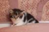 chaviva4vi224202659_small.jpg