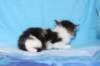 chaviva4vi22420265_small.jpg