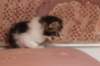 chaviva4vi224202660_small.jpg