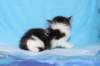 chaviva4vi22420266_small.jpg