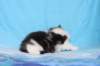chaviva4vi22420267_small.jpg