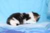 chaviva4vi22420268_small.jpg