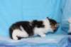 chaviva4vi22420269_small.jpg
