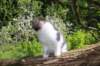 chaviva95weeks295202667_small.jpg