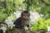 chavazelet95weeks295202614_small.jpg