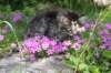 chavazelet95weeks295202635_small.jpg