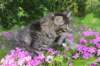 chavazelet95weeks295202647_small.jpg